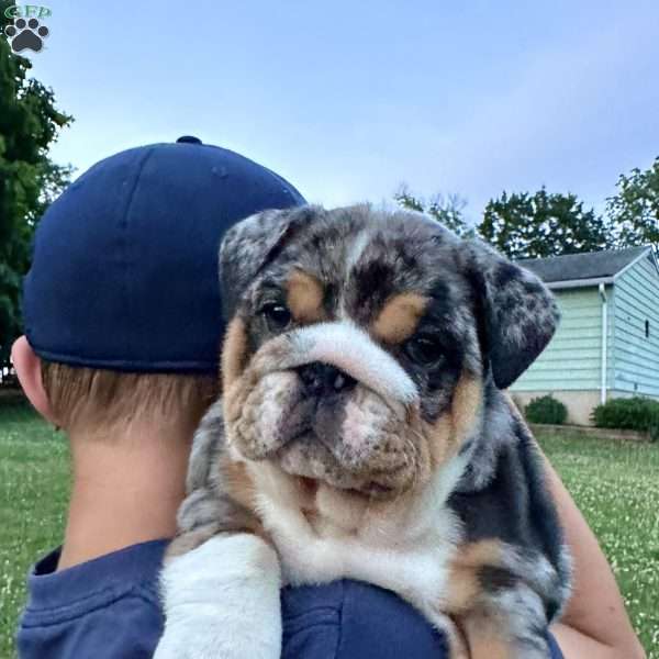 Jacie, English Bulldog Puppy